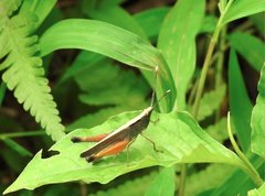 Phlaeoba antennata