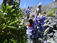 Bombus baeri