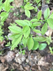 Vaccinium myrtilloides image
