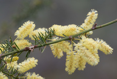 Acacia verticillata verticillata