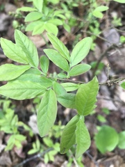 Vaccinium myrtilloides image