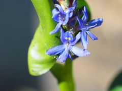 Pontederiaceae