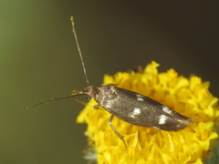 Scythris scopolella