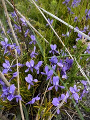 Viola decumbens