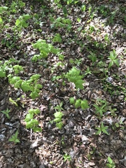 Acer rubrum image
