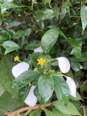 Mussaenda pubescens