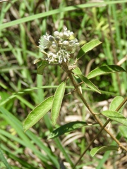 Croton argyranthemus