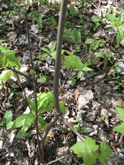 Acer rubrum image