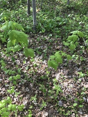 Acer rubrum image