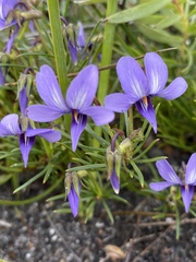 Viola decumbens
