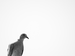 Streptopelia decaocto