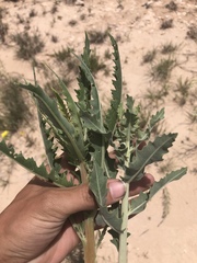 Mentzelia decapetala