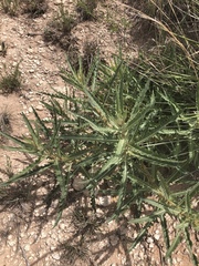 Mentzelia decapetala