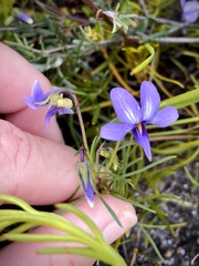 Viola decumbens