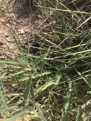 Mentzelia decapetala