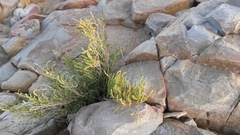 Salicornia littorea