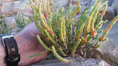 Salicornia littorea