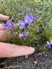 Viola decumbens