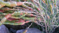 Salicornia littorea
