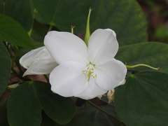 Bauhinia acuminata