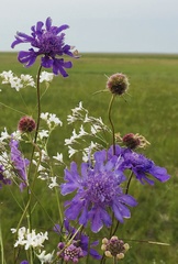 Scabiosa comosa