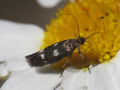 Scythris scopolella