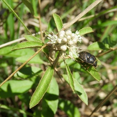 Croton argyranthemus