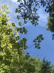 Acer rubrum image