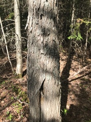 Acer rubrum image