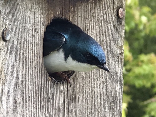 photo of Tree Swallow (Tachycineta bicolor)