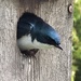 photo of Tree Swallow (Tachycineta bicolor)