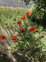 Papaver × pseudo-orientale