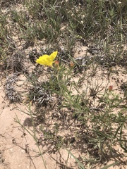 Oenothera serrulata