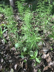 Equisetum sylvaticum image