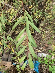 Salix mucronata