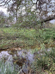 Salix mucronata