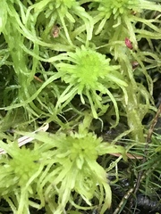 Sphagnum riparium