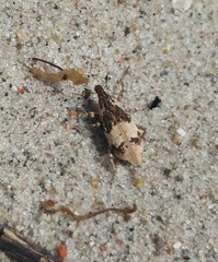 Bothynoderes affinis