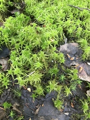 Sphagnum riparium