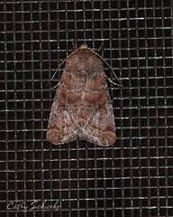 Protorthodes oviduca