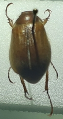 Amphimallon majale