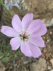 Lygodesmia grandiflora