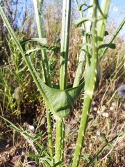 Dipsacus comosus