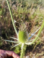 Dipsacus comosus