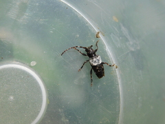 Pogonocherus hispidulus
