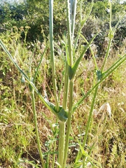 Dipsacus comosus