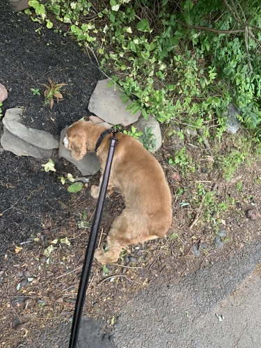 photo of Domestic Dog (Canis familiaris)