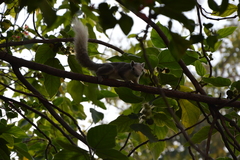 Callosciurus finlaysonii