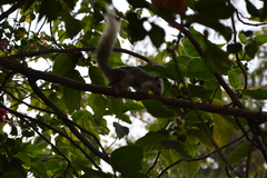 Callosciurus finlaysonii
