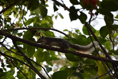 Callosciurus finlaysonii